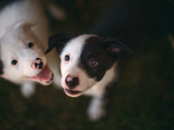 Corso per cuccioli (Puppy Class)