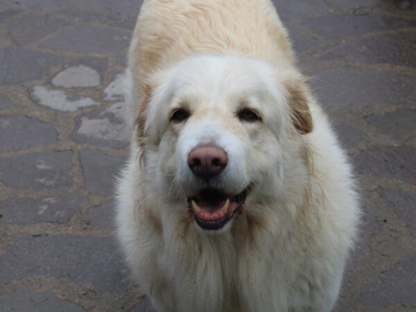 Cane da Montagna dei Pirenei