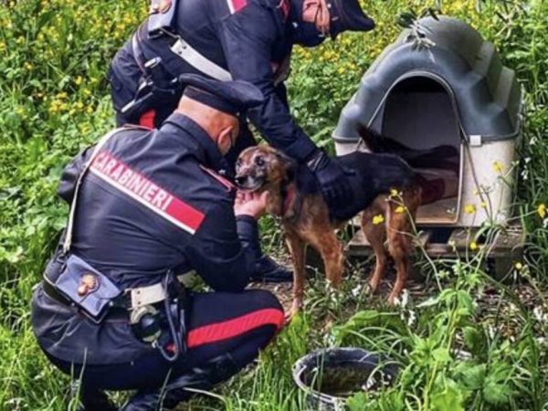 Legge sul cane randagio