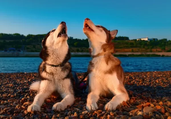 L’ululato del cane: consigli per gestirlo